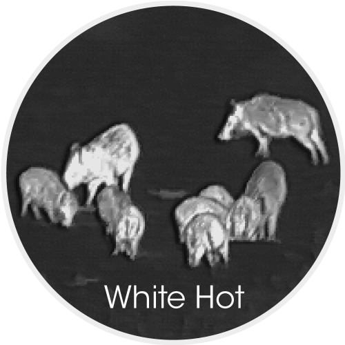 Luchs Bildmodus White hot