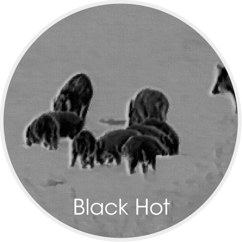 Luchs Bildmodus Black hot